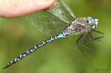 Variable Darner Aeshna interrupta