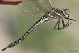 Variable Darner Aeshna interrupta