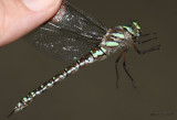 Sedge Darner Aeshna juncea