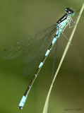 Taiga Bluet Coenagrion resolutum