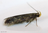 Glyphidocera lithodoxa #1140