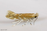 Cremastobombycia solidaginis #0723