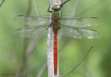 Comet Darner Anax longipes