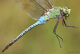 Common Green Darner Anax junius