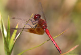 Band-winged Meadowhawk Sympetrum semicinctum