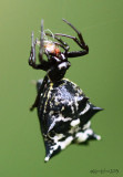 Spined Micrathena female Micrathena gracilis
