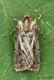 Swordsman Dart Moth Agrotis gladiaria #10648