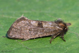 Acrolophus morus #0367
