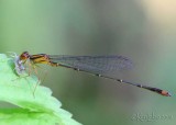 Orange Bluet Enallagma signatum