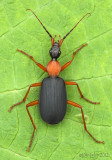 Ground Beetle Galerita