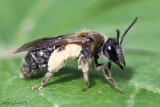 Mining Bee - Andrena