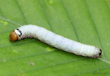 Fawn Sallow Psaphida styracis #10016