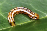 Burdock Borer Papaipema cataphracta #9466