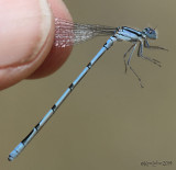 Atlantic Bluet - Enallagma doubledayi