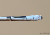 Atlantic Bluet - Enallagma doubledayi