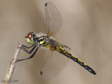 Ornate Pennant - Celithemis ornata