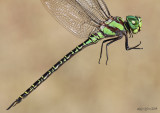 Regal Darner - Coryphaeschna ingens