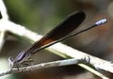 Variable Dancer - Argia fumipennis atra