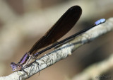 Variable Dancer - Argia fumipennis atra