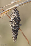 Abbots Bagworm Moth - Oiketicus abbotii