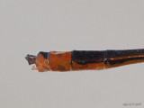 Florida Bluet - Enallagma pollutum