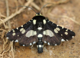 Mournful Thyris Moth Thyris sepulchralis #6077