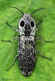 Eyed Elater Alaus oculatus
