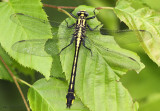 Splendid Clubtail Gomphurus lineatifrons