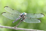 Great Blue Skimmer Libellula vibrans