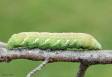 Achemon Sphinx