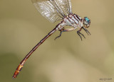 Russet-tipped Clubtail Stylurus plagiatus