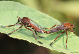 Robber Fly Diogmites basalis