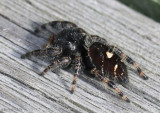 Bold Jumper - Phidippus audax