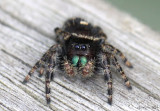Bold Jumper - Phidippus audax