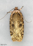 Agonopterix pulvipennella #0867
