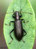 Anthromacra aenea