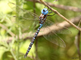 Spatterdock Darner Rhionaeschna mutata