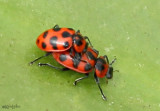 Lady Beetle Coleomegilla maculata