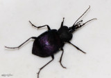 Snail Killer Beetle Scaphinotus viduus