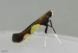 Caloptilia bimaculatella #0595