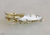 Red-streaked Mompha Moth Mompha eloisella #1443