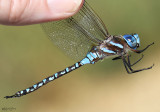 Blue-eyed Darner Rhionaeshna multicolor