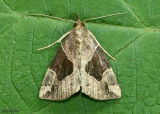 Flowing-line Snout Moth Hypena manalis #8441