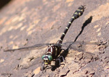 Zebra Clubtail Stylurus scudderi