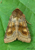 Bronzed Cutworm Nephelodes minians #10524