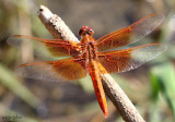 Flame Skimmer Libellula saturata