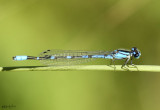 Arroyo Bluet Enallagma praevarum