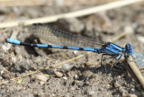 California Dancer Argia agrioides
