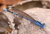 Vivid Dancer Argia vivida