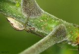Long jawed Spider - Tetragnatha sp.